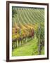 Italy, Tuscany, Val Dorcia. Colorful Vineyards in Autumn-Julie Eggers-Framed Photographic Print