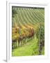 Italy, Tuscany, Val Dorcia. Colorful Vineyards in Autumn-Julie Eggers-Framed Photographic Print