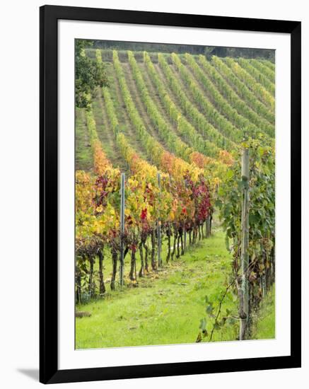 Italy, Tuscany, Val Dorcia. Colorful Vineyards in Autumn-Julie Eggers-Framed Photographic Print