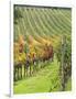 Italy, Tuscany, Val Dorcia. Colorful Vineyards in Autumn-Julie Eggers-Framed Photographic Print