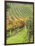 Italy, Tuscany, Val Dorcia. Colorful Vineyards in Autumn-Julie Eggers-Framed Photographic Print