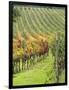 Italy, Tuscany, Val Dorcia. Colorful Vineyards in Autumn-Julie Eggers-Framed Photographic Print