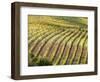 Italy, Tuscany, Val Dorcia. Colorful Vineyards in Autumn-Julie Eggers-Framed Photographic Print