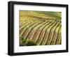 Italy, Tuscany, Val Dorcia. Colorful Vineyards in Autumn-Julie Eggers-Framed Photographic Print