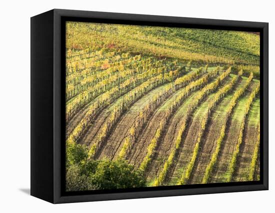 Italy, Tuscany, Val Dorcia. Colorful Vineyards in Autumn-Julie Eggers-Framed Stretched Canvas