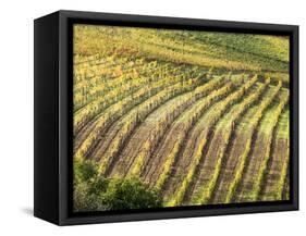 Italy, Tuscany, Val Dorcia. Colorful Vineyards in Autumn-Julie Eggers-Framed Stretched Canvas