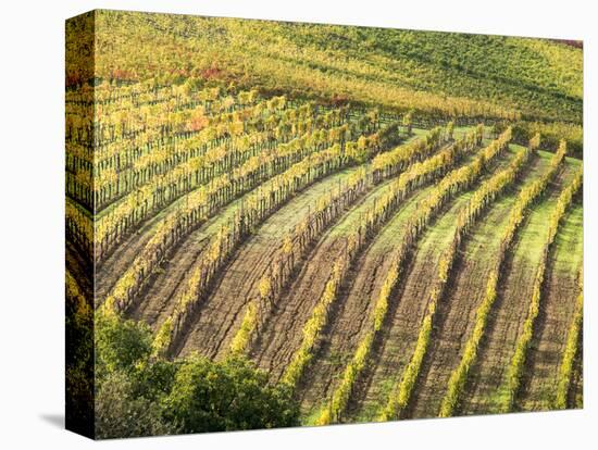 Italy, Tuscany, Val Dorcia. Colorful Vineyards in Autumn-Julie Eggers-Stretched Canvas