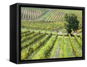 Italy, Tuscany, Val Dorcia. Colorful Vineyards in Autumn-Julie Eggers-Framed Stretched Canvas