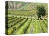 Italy, Tuscany, Val Dorcia. Colorful Vineyards in Autumn-Julie Eggers-Stretched Canvas