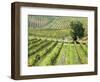 Italy, Tuscany, Val Dorcia. Colorful Vineyards in Autumn-Julie Eggers-Framed Photographic Print