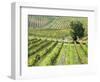 Italy, Tuscany, Val Dorcia. Colorful Vineyards in Autumn-Julie Eggers-Framed Photographic Print