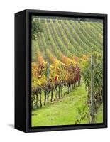 Italy, Tuscany, Val Dorcia. Colorful Vineyards in Autumn-Julie Eggers-Framed Stretched Canvas