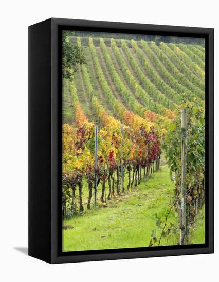 Italy, Tuscany, Val Dorcia. Colorful Vineyards in Autumn-Julie Eggers-Framed Stretched Canvas