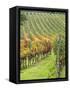 Italy, Tuscany, Val Dorcia. Colorful Vineyards in Autumn-Julie Eggers-Framed Stretched Canvas