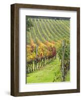 Italy, Tuscany, Val Dorcia. Colorful Vineyards in Autumn-Julie Eggers-Framed Photographic Print