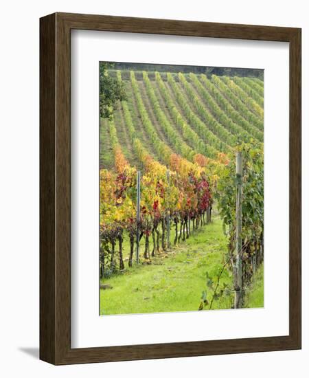 Italy, Tuscany, Val Dorcia. Colorful Vineyards in Autumn-Julie Eggers-Framed Photographic Print