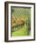Italy, Tuscany, Val Dorcia. Colorful Vineyards in Autumn-Julie Eggers-Framed Photographic Print