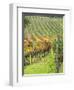 Italy, Tuscany, Val Dorcia. Colorful Vineyards in Autumn-Julie Eggers-Framed Photographic Print