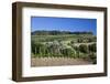 Italy, Tuscany. Villa on hillside surrounded with olive trees and vineyard.-Julie Eggers-Framed Photographic Print