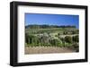 Italy, Tuscany. Villa on hillside surrounded with olive trees and vineyard.-Julie Eggers-Framed Photographic Print