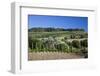 Italy, Tuscany. Villa on hillside surrounded with olive trees and vineyard.-Julie Eggers-Framed Photographic Print