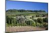 Italy, Tuscany. Villa on hillside surrounded with olive trees and vineyard.-Julie Eggers-Mounted Photographic Print