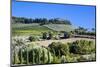 Italy, Tuscany. Villa on hillside surrounded with olive trees and vineyard.-Julie Eggers-Mounted Photographic Print