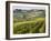 Italy, Tuscany. Vines and Olive Groves of a Rural Village of Panzano-Julie Eggers-Framed Premium Photographic Print