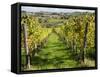 Italy, Tuscany. Vines and Olive Groves of a Rural Village of Panzano-Julie Eggers-Framed Stretched Canvas