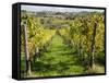 Italy, Tuscany. Vines and Olive Groves of a Rural Village of Panzano-Julie Eggers-Framed Stretched Canvas