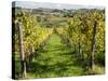 Italy, Tuscany. Vines and Olive Groves of a Rural Village of Panzano-Julie Eggers-Stretched Canvas