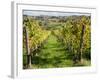 Italy, Tuscany. Vines and Olive Groves of a Rural Village of Panzano-Julie Eggers-Framed Photographic Print