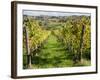 Italy, Tuscany. Vines and Olive Groves of a Rural Village of Panzano-Julie Eggers-Framed Photographic Print