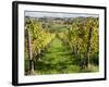 Italy, Tuscany. Vines and Olive Groves of a Rural Village of Panzano-Julie Eggers-Framed Photographic Print