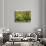 Italy, Tuscany. Vines and Olive Groves of a Rural Village of Panzano-Julie Eggers-Photographic Print displayed on a wall