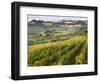 Italy, Tuscany. Vines and Olive Groves of a Rural Village of Panzano-Julie Eggers-Framed Photographic Print