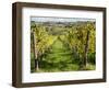 Italy, Tuscany. Vines and Olive Groves of a Rural Village of Panzano-Julie Eggers-Framed Photographic Print