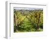 Italy, Tuscany. Vines and Olive Groves of a Rural Village of Panzano-Julie Eggers-Framed Photographic Print