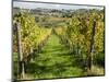 Italy, Tuscany. Vines and Olive Groves of a Rural Village of Panzano-Julie Eggers-Mounted Photographic Print