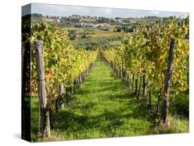 Italy, Tuscany. Vines and Olive Groves of a Rural Village of Panzano-Julie Eggers-Stretched Canvas