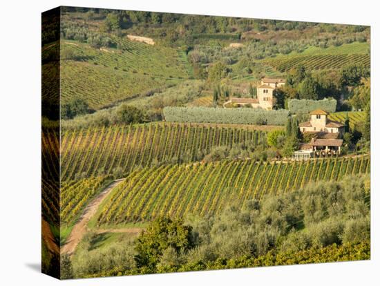 Italy, Tuscany. Vines and Olive Groves of a Rural Village-Julie Eggers-Stretched Canvas