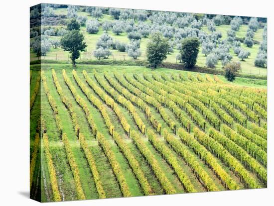 Italy, Tuscany. Vineyard and Olive Grove in the Chianti Region-Julie Eggers-Stretched Canvas