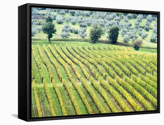 Italy, Tuscany. Vineyard and Olive Grove in the Chianti Region-Julie Eggers-Framed Stretched Canvas