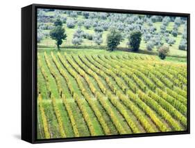 Italy, Tuscany. Vineyard and Olive Grove in the Chianti Region-Julie Eggers-Framed Stretched Canvas