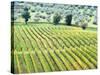 Italy, Tuscany. Vineyard and Olive Grove in the Chianti Region-Julie Eggers-Stretched Canvas