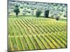 Italy, Tuscany. Vineyard and Olive Grove in the Chianti Region-Julie Eggers-Mounted Photographic Print