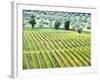 Italy, Tuscany. Vineyard and Olive Grove in the Chianti Region-Julie Eggers-Framed Photographic Print