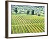 Italy, Tuscany. Vineyard and Olive Grove in the Chianti Region-Julie Eggers-Framed Photographic Print