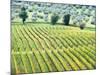 Italy, Tuscany. Vineyard and Olive Grove in the Chianti Region-Julie Eggers-Mounted Photographic Print