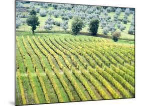 Italy, Tuscany. Vineyard and Olive Grove in the Chianti Region-Julie Eggers-Mounted Photographic Print